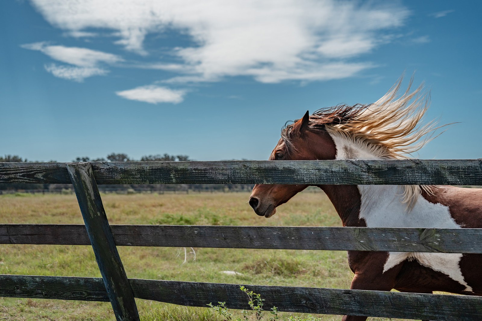 Chakotay, a brown-and-white paint horse with a flowing flaxen mane running free under a blue sky, mascot for LifeFlow Financial Group representing strength and independence