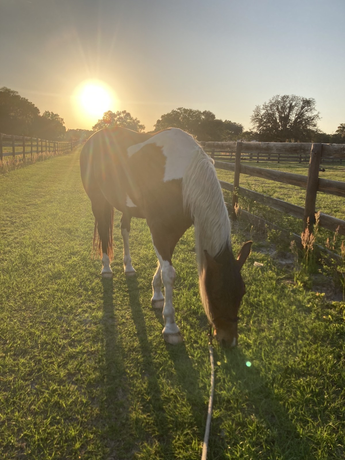 Chakotay, a brown-and-white paint horse with a flaxen mane, grazing peacefully in a golden sunset pasture, symbolizing financial freedom and independence