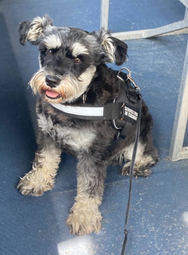 Salt-and-pepper mini-schnauzer service dog in a Service Dog In Training harness, the loyal travel companion mascot for LifeFlow Travel Group