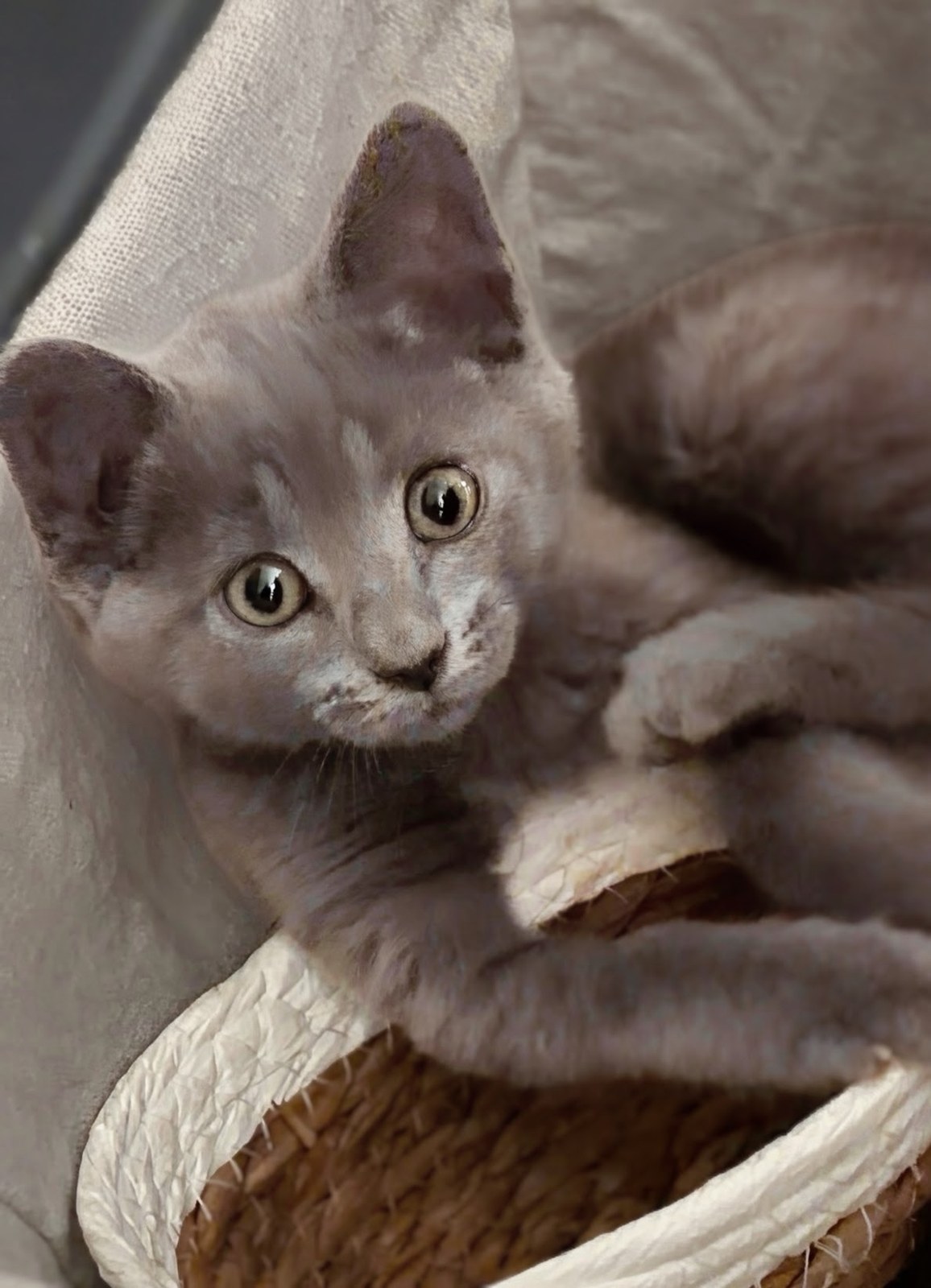 Zajah, a sweet grey kitten nestled cozily in a woven basket, representing the comfort and peace of retirement