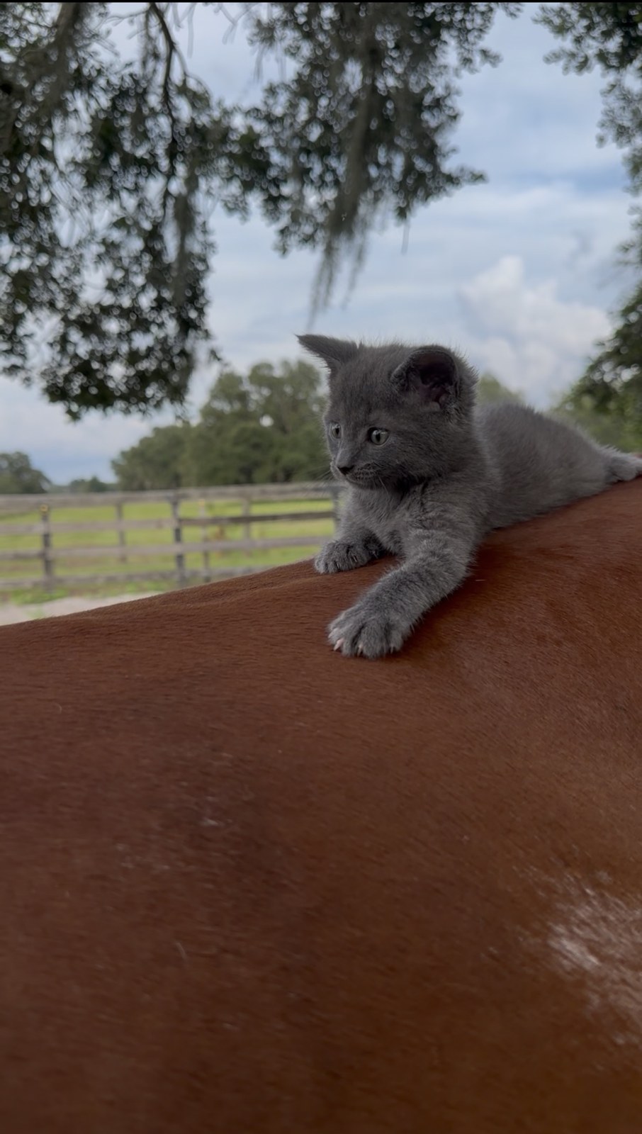 Zajah the grey kitten resting contentedly on Chakotay the horse's back in a peaceful pasture, a heartwarming picture of animals cared for and loved
